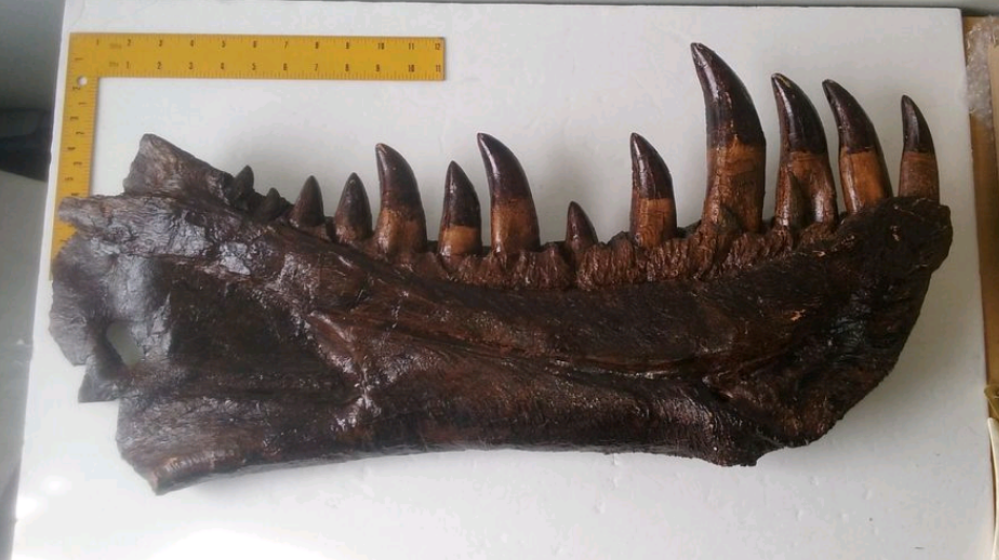 T.rex mandible cast replica