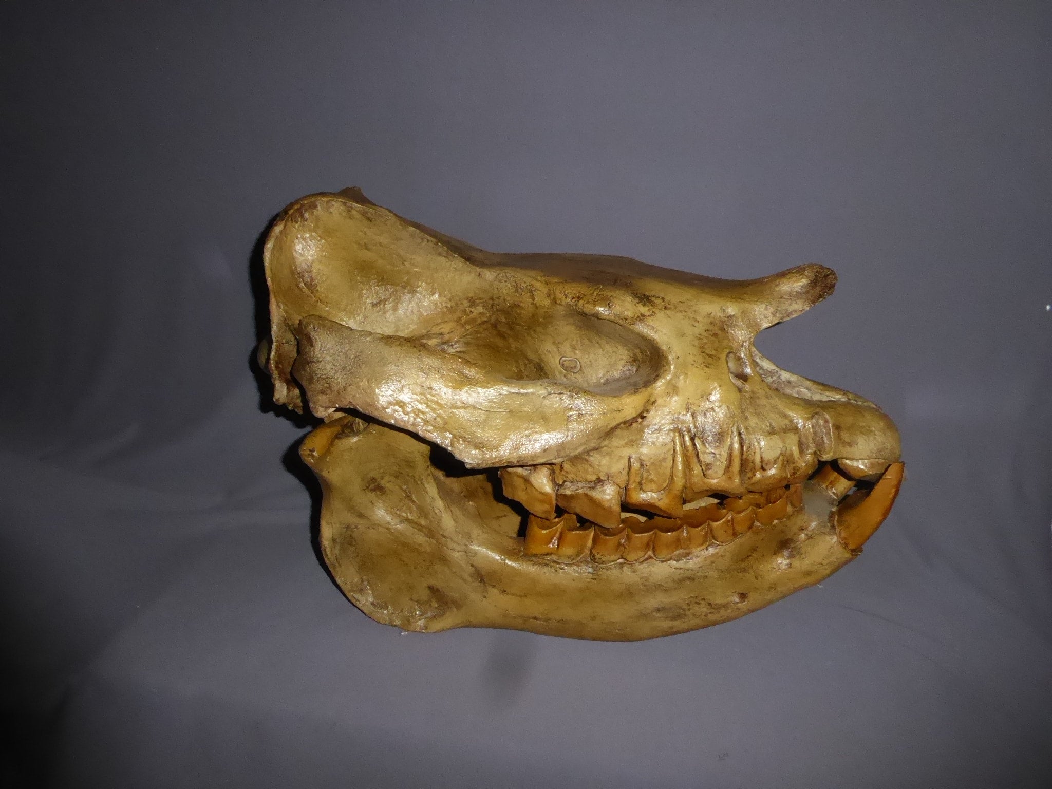 Teleoceras proterum cast replica