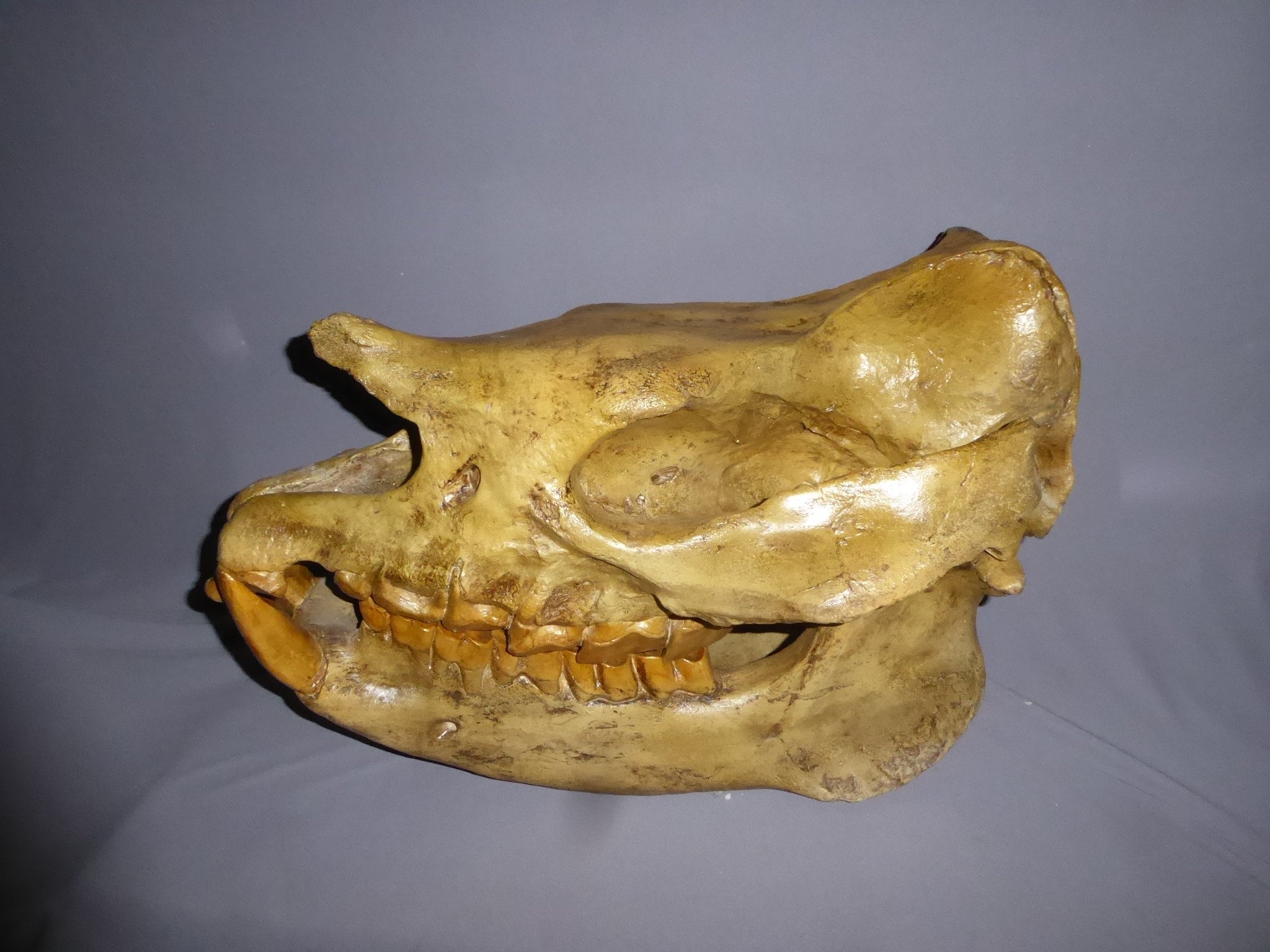 Teleoceras proterum cast replica