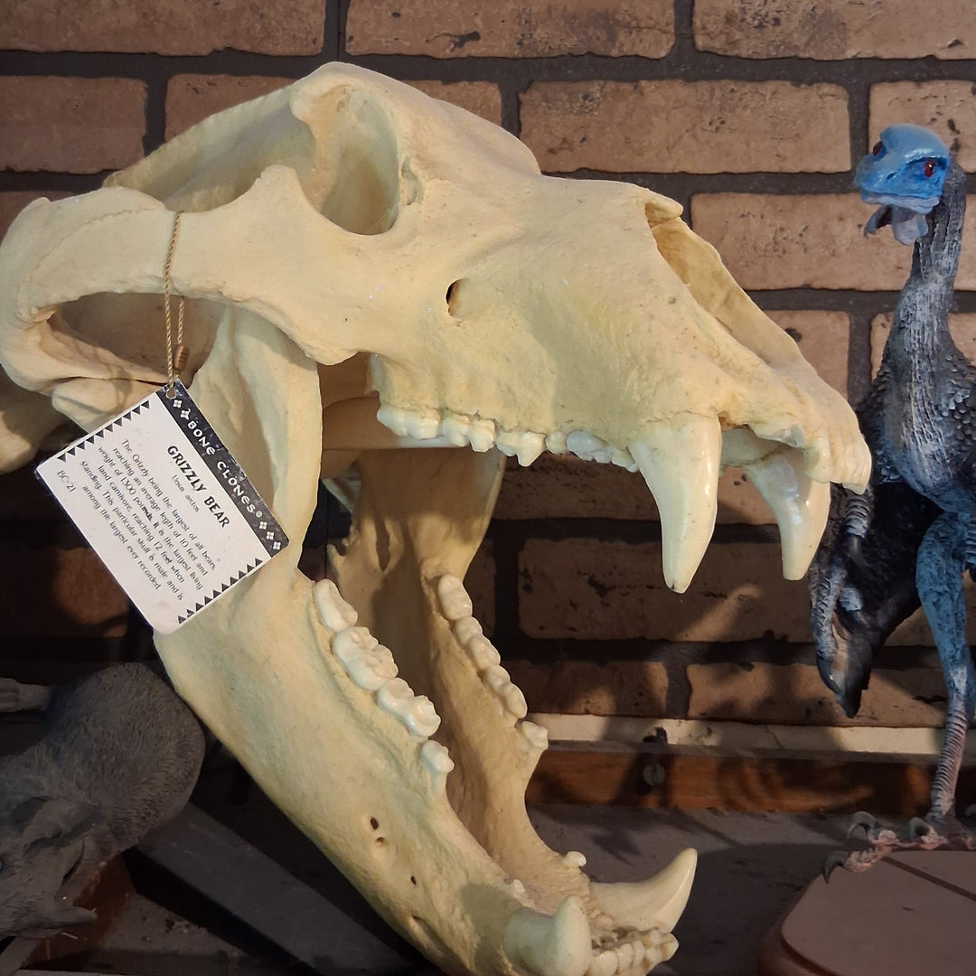 Bear: Grizzly Bear skull Cast Replica Bone Clones (Updated 2026) Kodiak