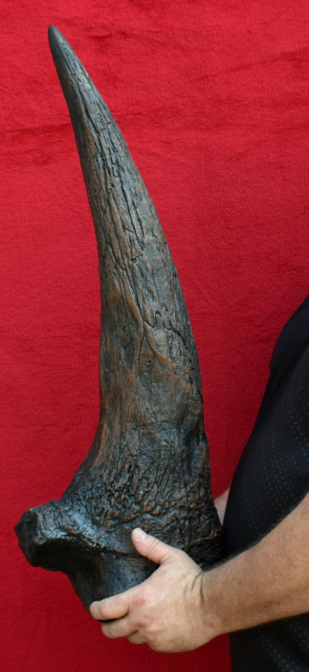 Triceratops brow horn cast replica