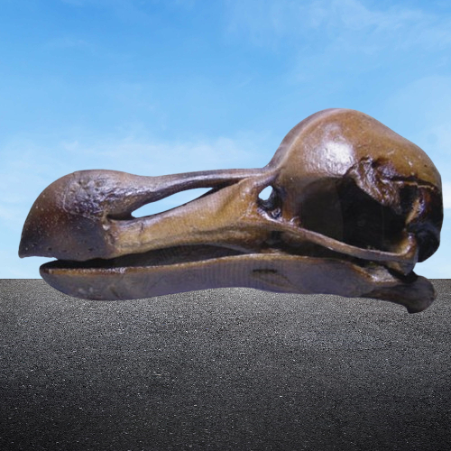 Dodo bird skeleton cast replica