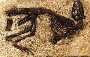 Nanosaurus skeleton cast replica