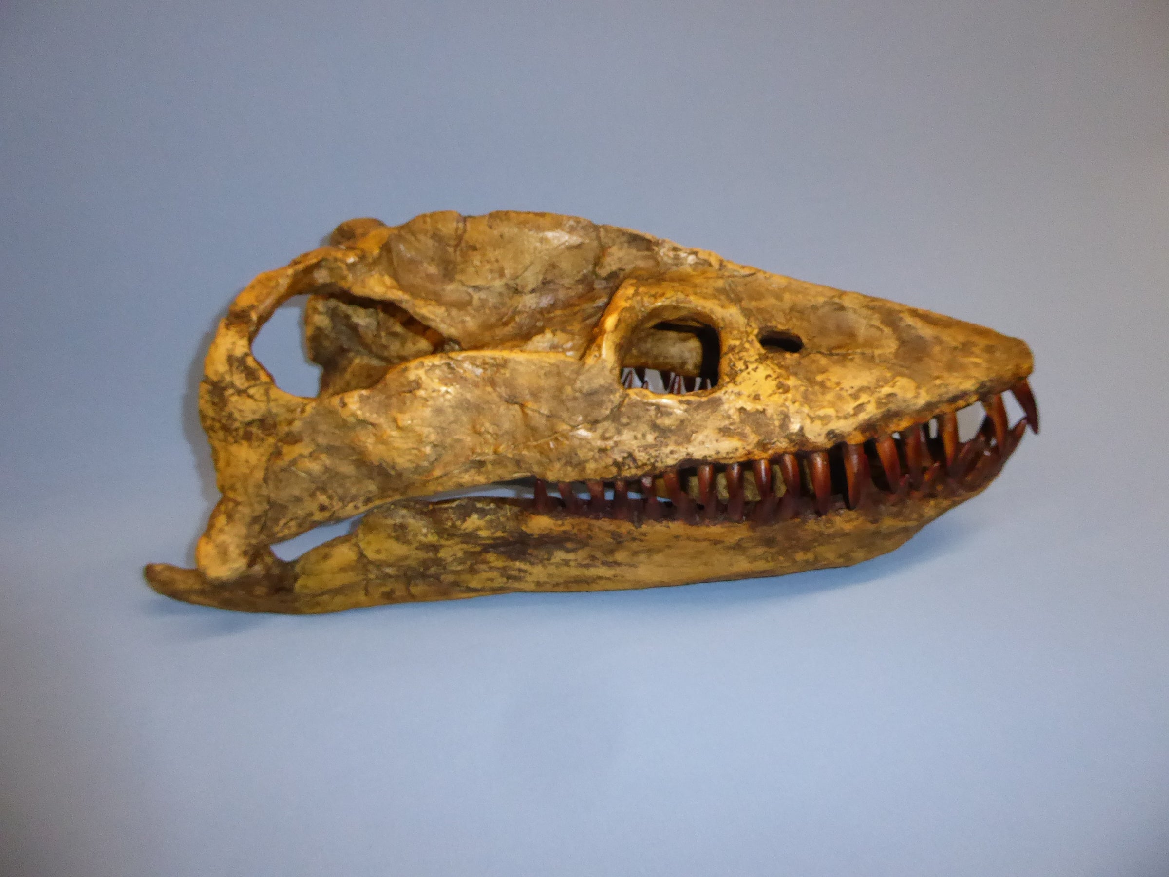 Plesiosaurus cast replica
