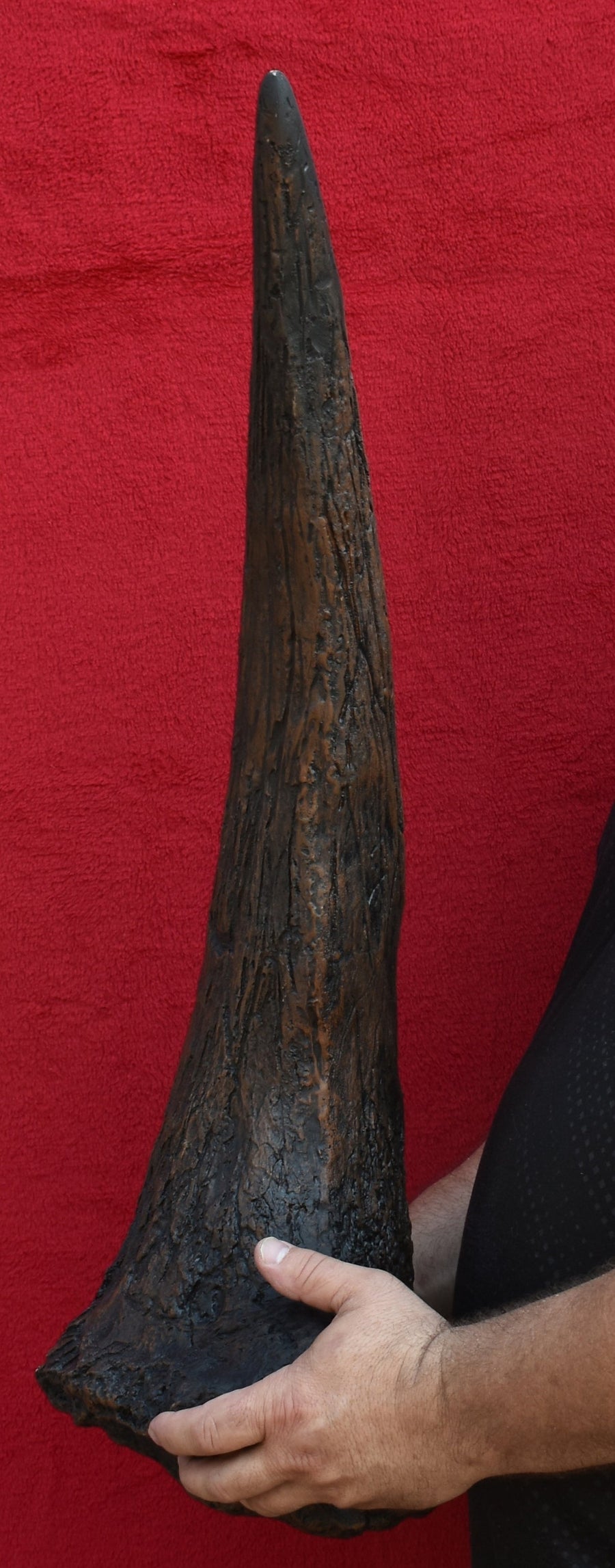 Triceratops brow horn cast replica