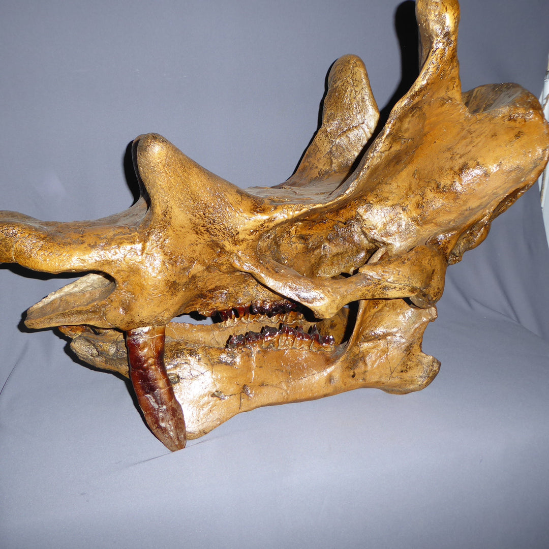 Uintatherium Skull Cast Replica