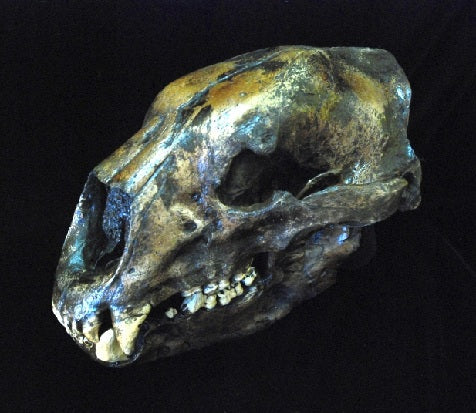 Bear: Short Faced Bear skull fossil cast replica