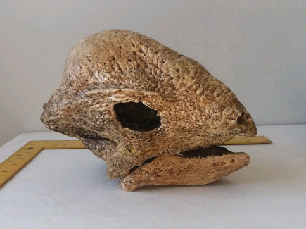 Pachycephalosaurus Stegoceras validum skull cast replica
