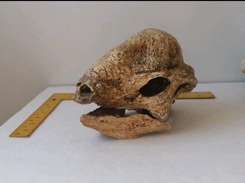Pachycephalosaurus Stegoceras validum skull cast replica