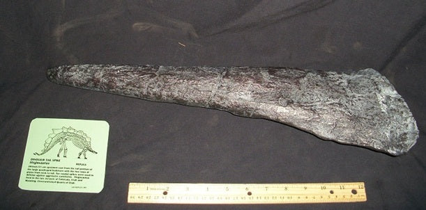 Stegosaurus Tail Spike cast replica  Thagomizer