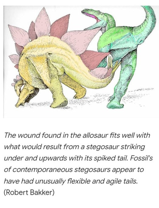 Stegosaurus Tail Spike cast replica  Thagomizer
